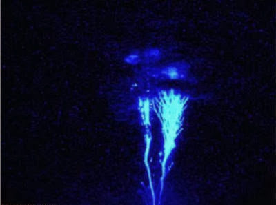 http://2.bp.blogspot.com/-xi025cwCJqs/Ukf1L65AG7I/AAAAAAAA2r8/-IXTvXQ0f9s/s560/Blue-Jets.jpg