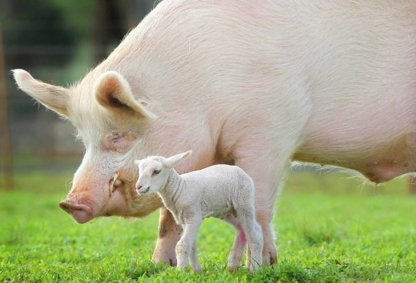 pigandlamb