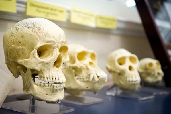 ancient human